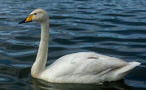 Cygne chanteur