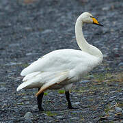 Whooper Swan