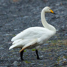 Cygne chanteur