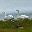 Cygne chanteur