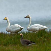 Whooper Swan