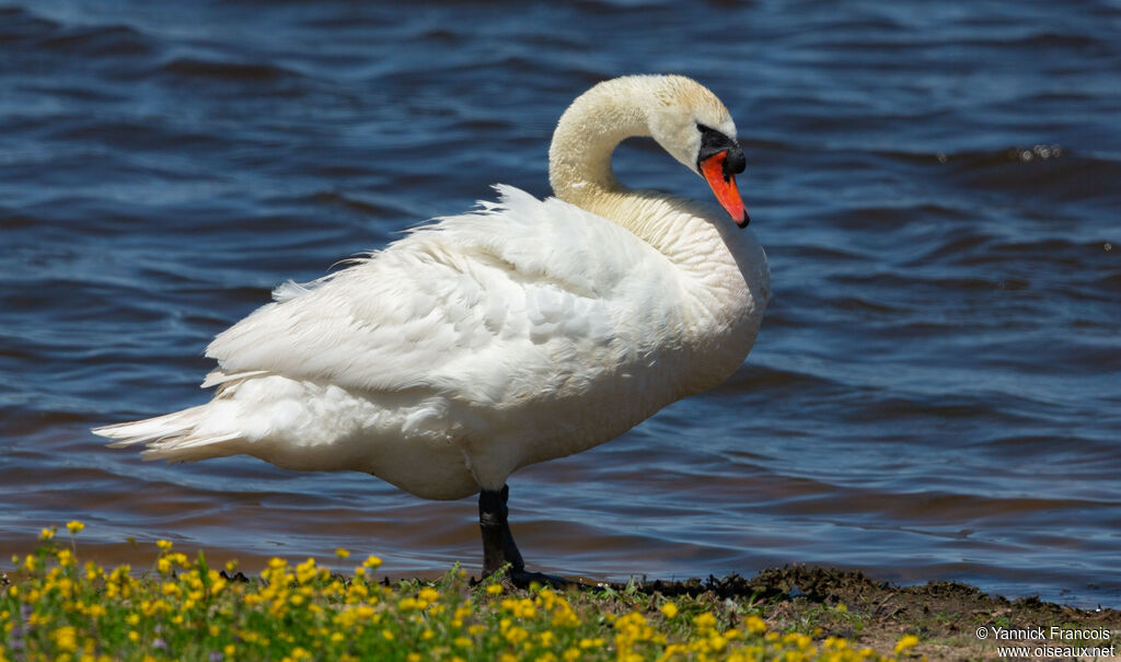 Mute Swanadult, identification, aspect