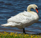 Cygne tuberculé
