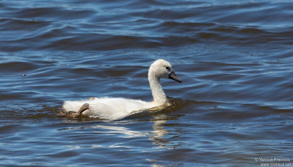 Mute Swanjuvenile, identification, aspect, swimming