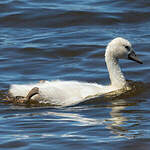 Cygne tuberculé