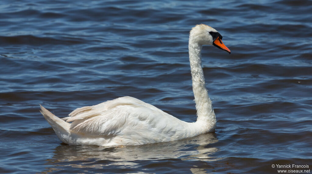 Mute Swanadult, identification, aspect, swimming