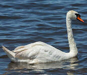 Cygne tuberculé