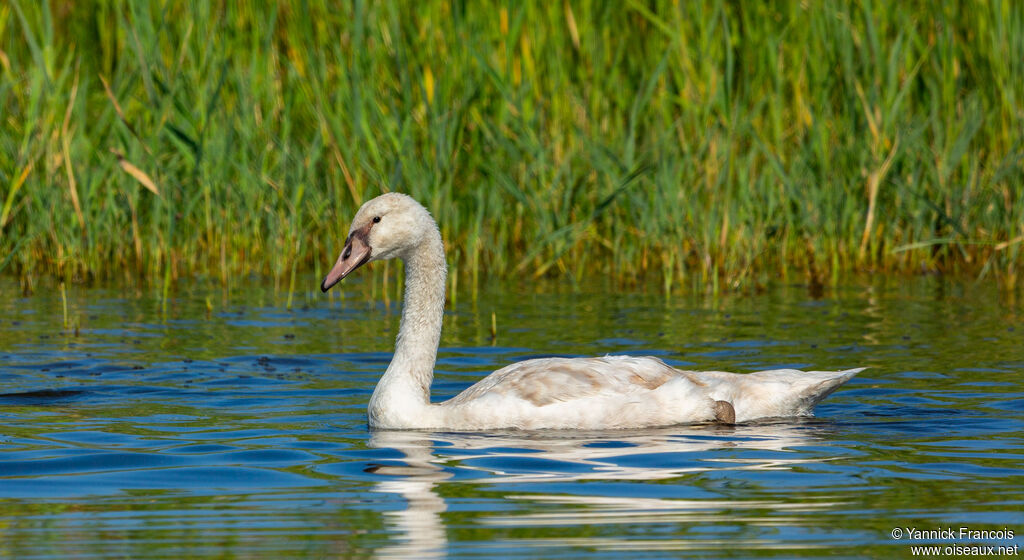 Cygne tuberculéimmature, identification, composition
