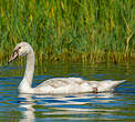Cygne tuberculé