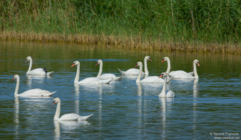 Cygne tuberculéadulte, habitat, composition