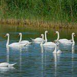 Cygne tuberculé