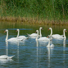 Cygne tuberculé