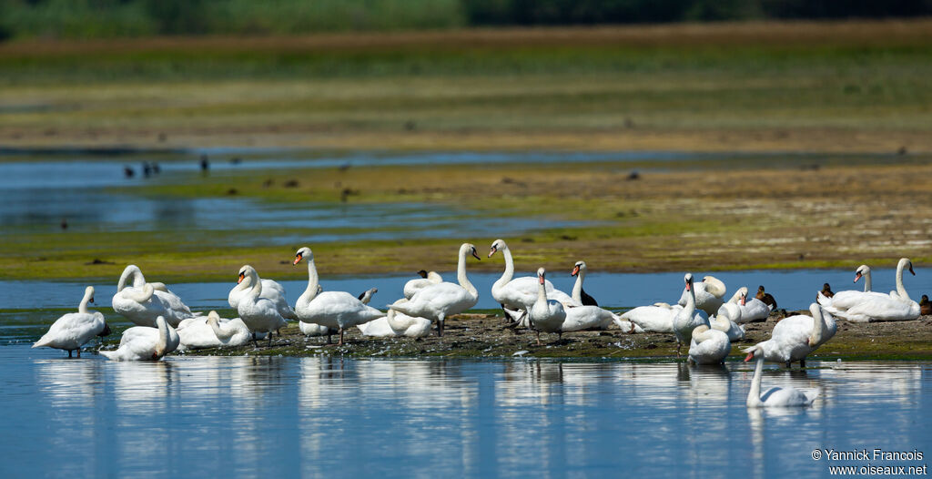 Cygne tuberculéadulte, habitat, composition