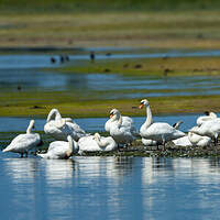 Cygne tuberculé