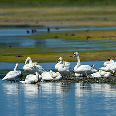 Cygne tuberculé