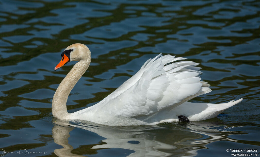 Cygne tuberculéadulte, identification, composition
