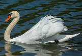 Cygne tuberculé