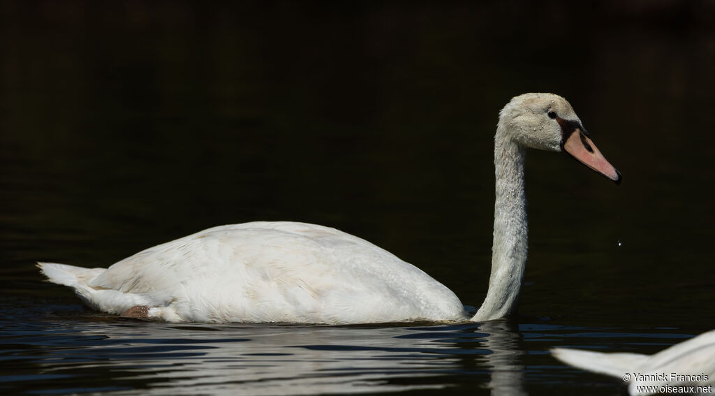 Cygne tuberculésubadulte transition, identification, composition