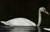 Cygne tuberculé