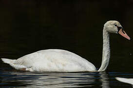 Cygne tuberculé