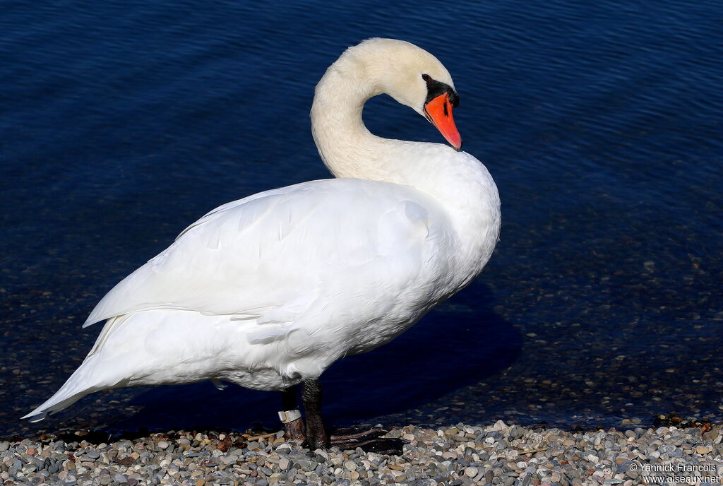 Mute Swanadult, identification, aspect