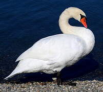 Cygne tuberculé