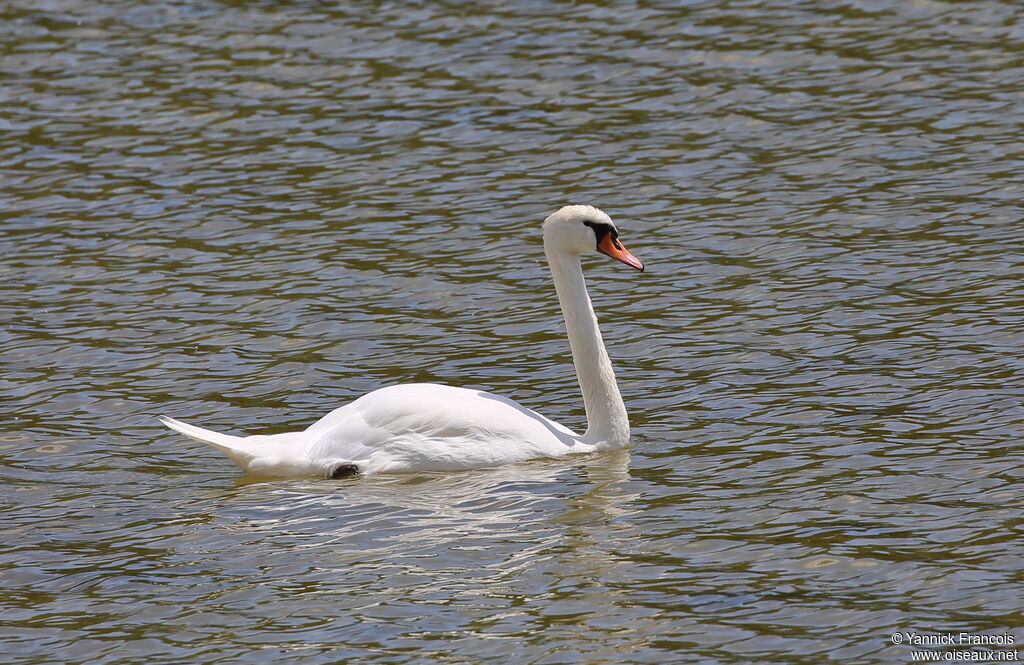 Cygne tuberculéadulte, identification, composition, nage