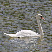 Mute Swan