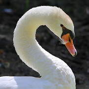 Mute Swan