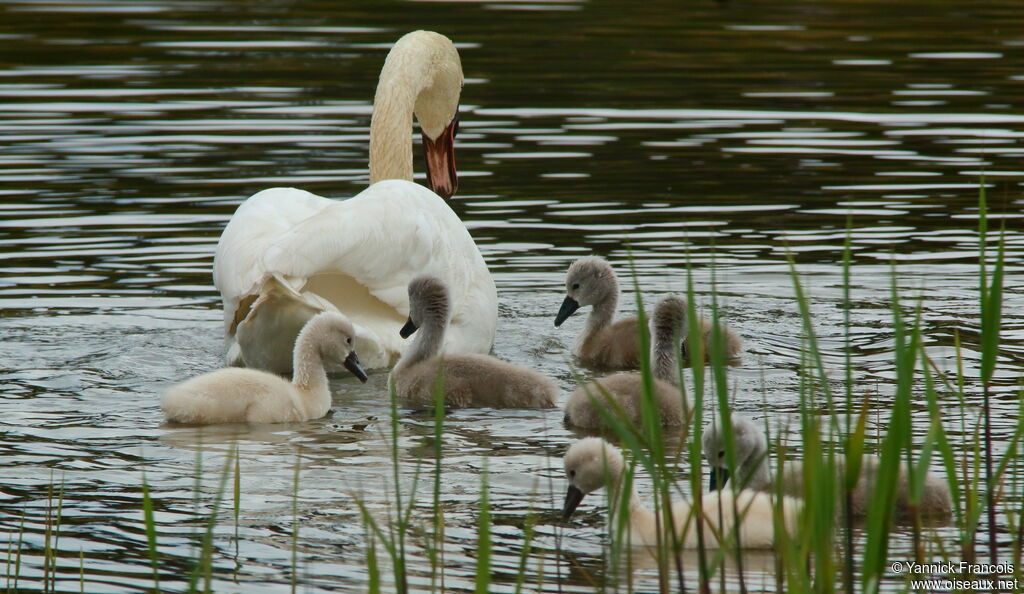 Cygne tuberculéjuvénile, habitat, composition