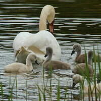 Cygne tuberculé