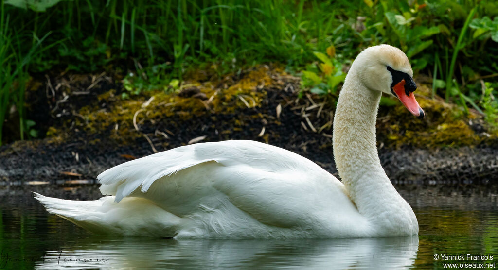 Cygne tuberculéadulte, identification, composition