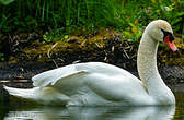 Cygne tuberculé