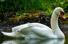 Cygne tuberculé
