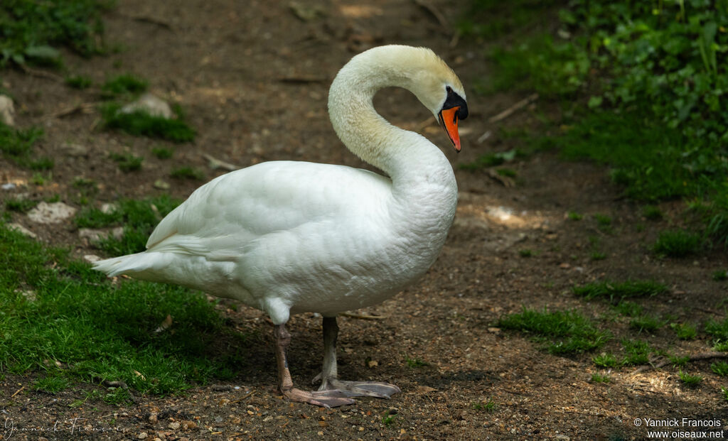 Mute Swanadult, identification, aspect