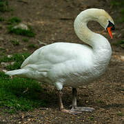 Mute Swan