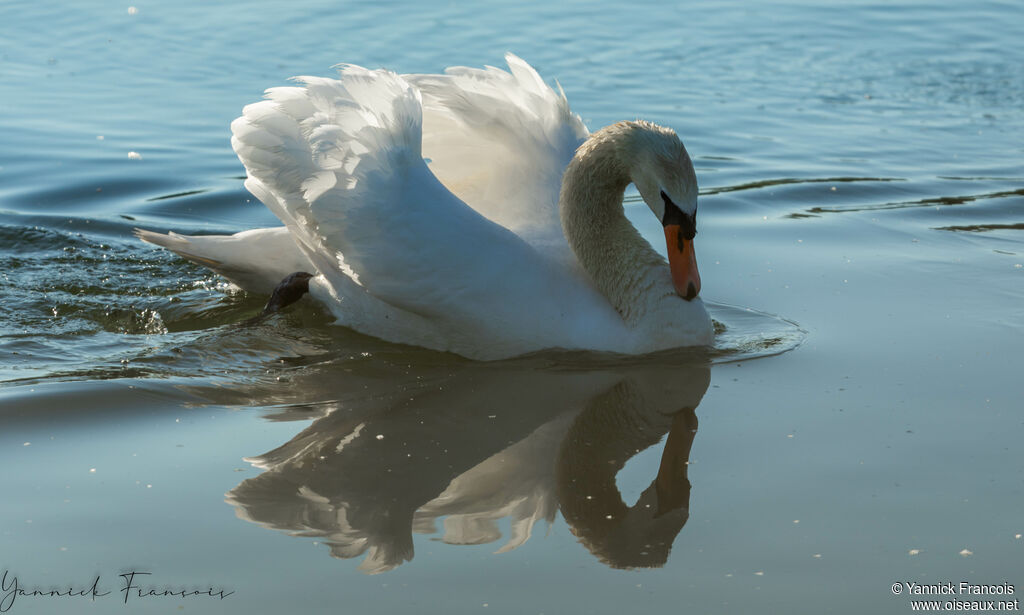 Cygne tuberculéadulte, identification, composition, nage