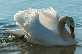 Mute Swan