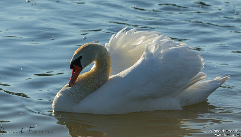 Mute Swanadult, identification, aspect, swimming