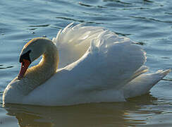 Mute Swan