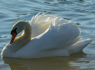 Cygne tuberculé