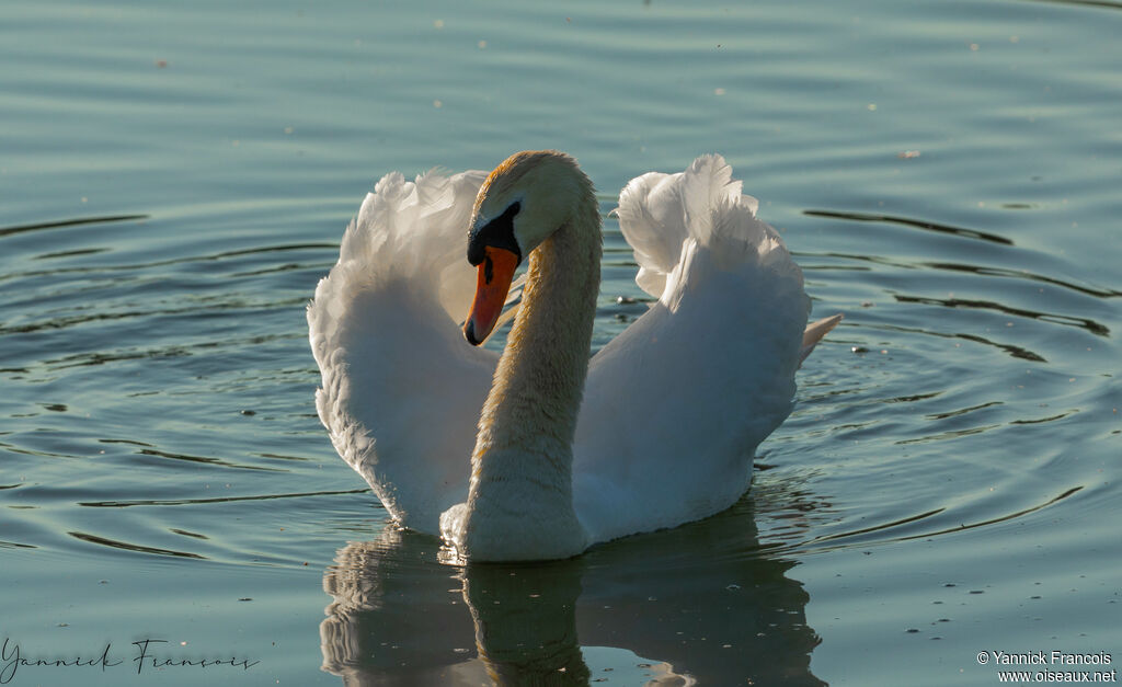 Mute Swanadult, identification, aspect, swimming
