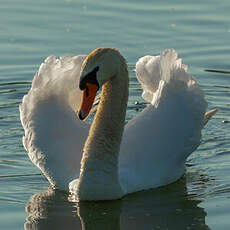 Cygne tuberculé