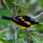 Dacnis à ventre jaune