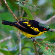 Yellow-bellied Dacnis