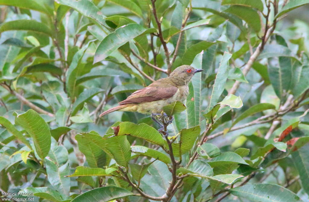 Dacnis à ventre jaune femelle adulte, identification