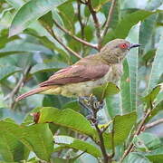 Dacnis à ventre jaune