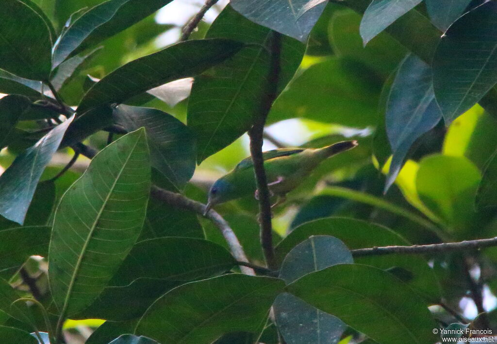 Blue Dacnis female adult, habitat