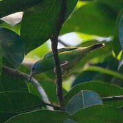 Blue Dacnis