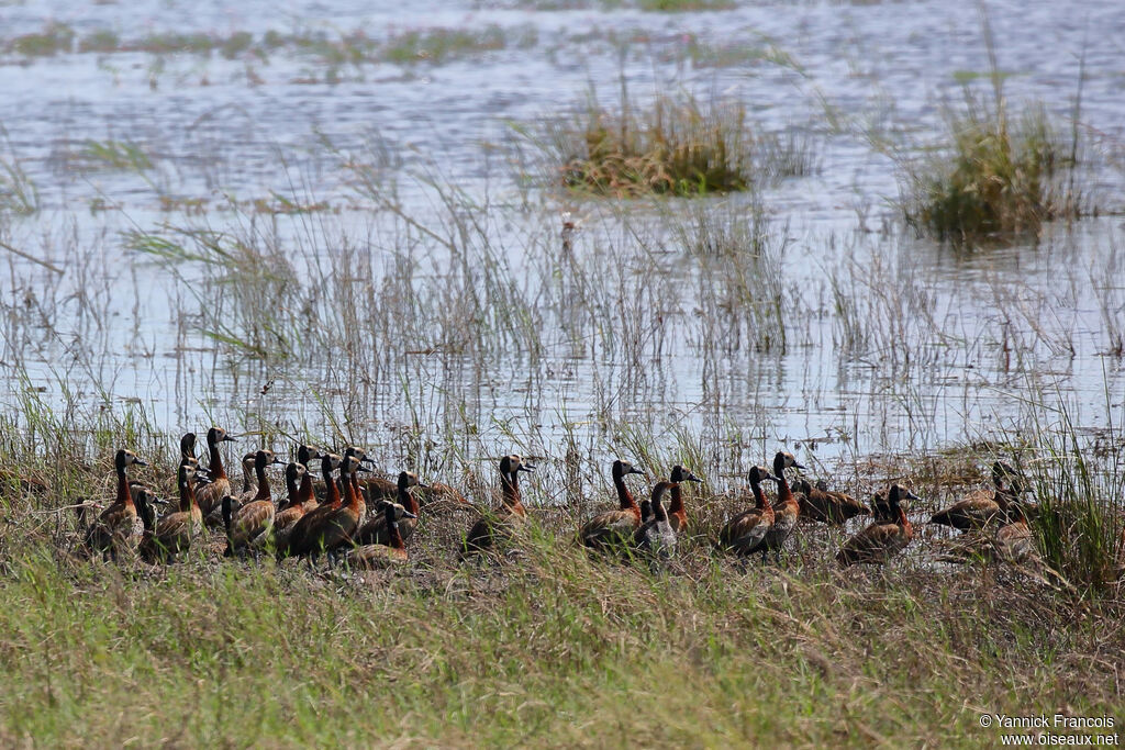 White-faced Whistling Duck, habitat, aspect